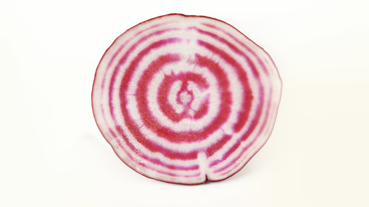 Sustainability in mind: A cut Chioggia beet symbolizes the interplay of sustainable growth and clear goals. Inside the beet, like a bull’ese, one can see the typical red and white rings of the Chioggia variety.