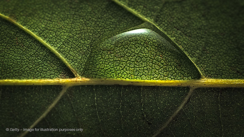 Close-up of a drop of water on a leaf, magnifying its details: ESG Advisory helps understand the details of ESG investing